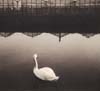swan_crop